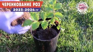 САМЫЕ ЛУЧШИЕ СОРТА РОЗ. ЛАНДЛУСТ. ШЕДЕВРЫ СЕЛЕКЦИИ. РО?
