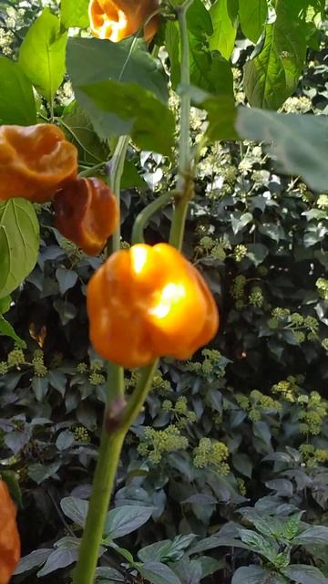 Habanero Mustard в 4 л горшке... практически бонсай