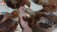 Цыплятам Род Айленд 58-59 дней ❣️🐤🐥😂
