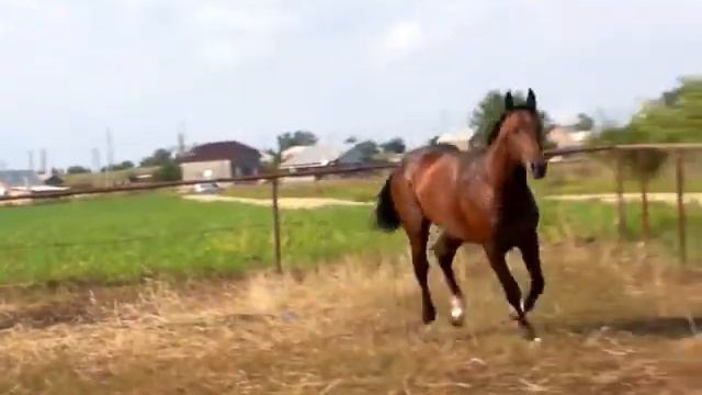 Кувейт галоп.MP4 смотреть онлайн