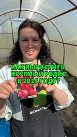 Как вырастить крупный редис в 2025 году