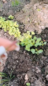 Заехали посмотреть урожай в лесной почве