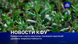 Крымские сорта маслины показали высокий уровень морозостойкости