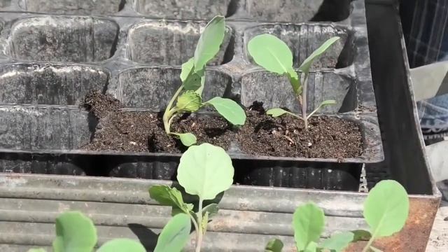 Пикировка капусты в кассеты для укоренения. Часть 1.