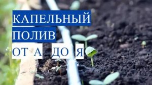 Капельный полив: всё, что нужно знать, чтобы ваш огород приносил радость!