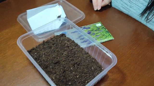 Лаванда узколистная, посадка из семян 23.11.2024 смотреть онлайн