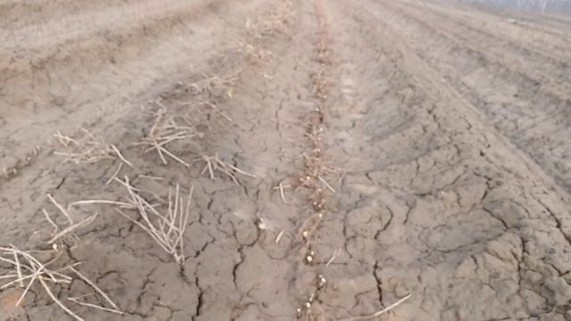 Обрезка маточника крыжовника на почку весной 2025г. Выс? смотреть онлайн