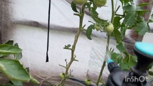 подкормка томатов, перцев и огурцов бальзамом SHAHCOAL.