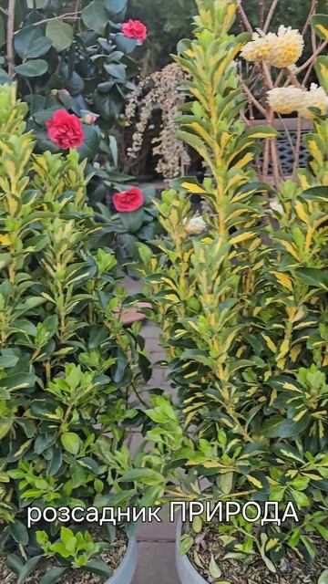 Бересклет Livornes в Розсаднику Природа смотреть онлайн