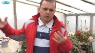 Забудьте о белокрылке на своём участке! Лёгкое решение проблемы с белокрылкой.