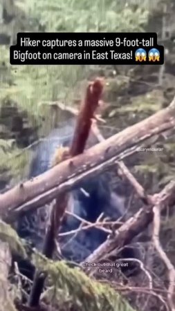 В Техасе охотничья камера запечатлела огромное волосатое существо похожее на бигфута.