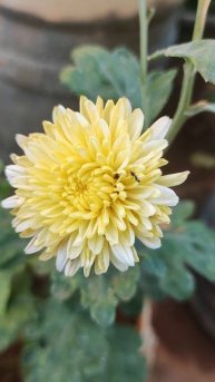 Yellow Flower Daliya ll Желтый Цветок Георгина ll पीला फूल डह