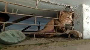 Бедная кошка задыхалась застряв в окне. Только взгляните на то что случилось дальше!