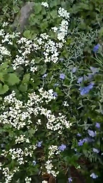 Прогулка по цветнику под музыку (продолжение следует) смотреть онлайн