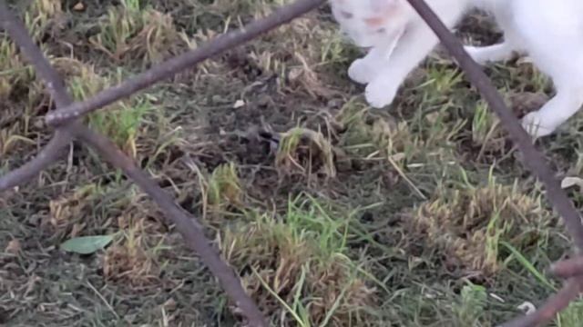 Жанна-охотница смотреть онлайн