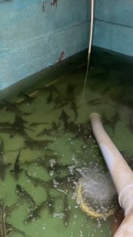 Спуск одной из емкости УЗВ и пересадка осетра