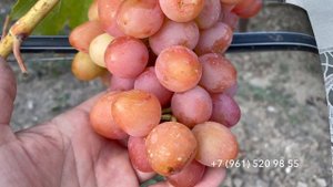 Виноград Роза красная, 29 июля 2024 год, Новороссийск.