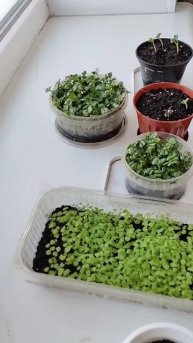 Ферма на Подоконнике #microgreens #микрозелень #микрозелень