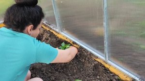 КАК  ОГОРОД ПЕРЕНЕС РАЗЛУКУ С НАМИ