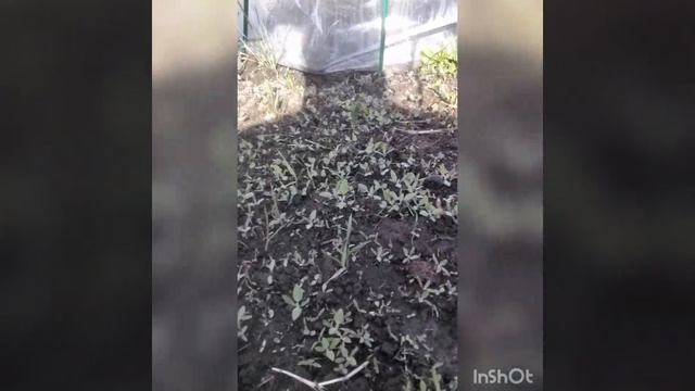 капуста  рассада в парнике и теплице.