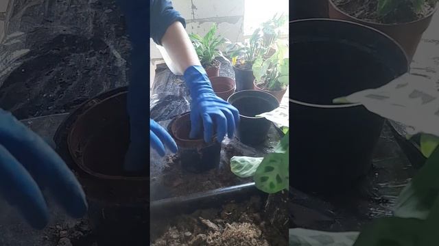 Пересадка кімнатних квітів