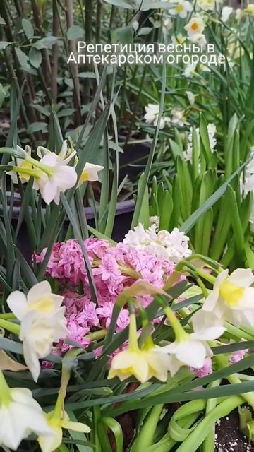 Репетиция весны в Аптекарском огороде смотреть онлайн