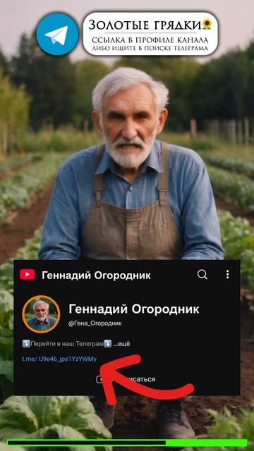 Простое средство для защиты картофеля от вредителей и