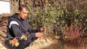 Привитые саженцы зизифуса новых сортов!