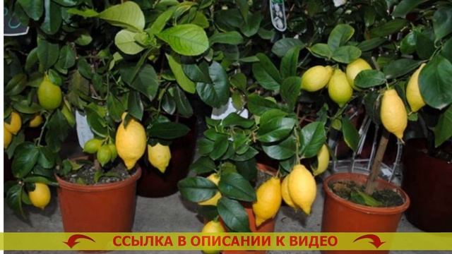 КАК ПРИВИТЬ ЛИМОН КОСТОЧКОЙ 💯 ЛИМОН СЕМЕЧКИ ВЫРАСТИТ