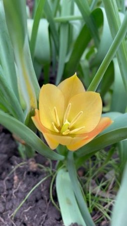 Тюльпан ботанический  #flowers #цветы #сад #nature #garden
