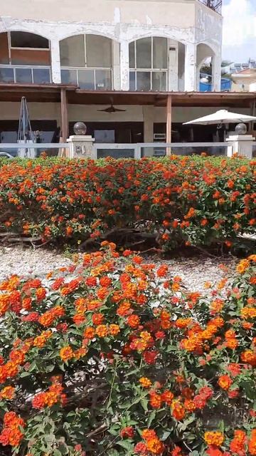 Сажаем цветы.Мой сад #цветыдлядома #nature #flowers #садоводн? смотреть онлайн