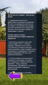 Про сидераты знает каждый дачник! #дача #огород #сад #сс