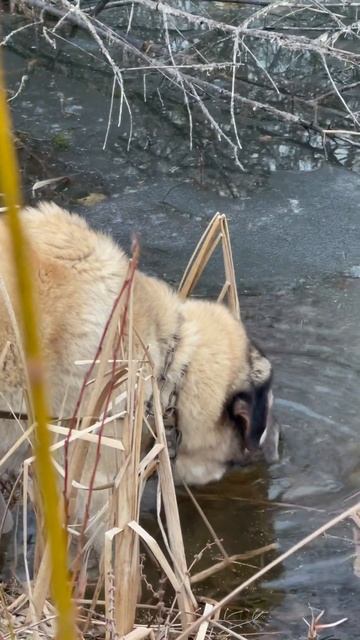 Собака пьет воду в пруду #собака #vlog #милота #villagelife #жив смотреть онлайн