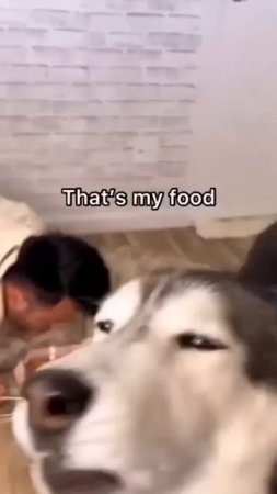 Animals That Will Instantly Cheer You Up 40