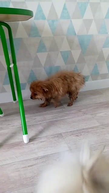 купили шпица