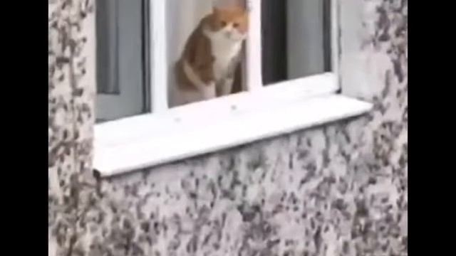 Кiт не прыгай придурок подумай про семью свою смотреть онлайн