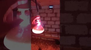 Инфракрасная лампа реально работает!