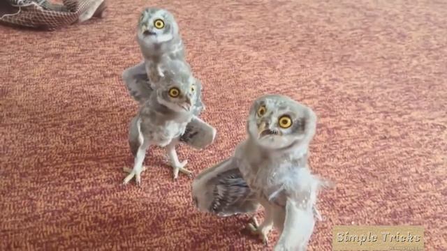 Приколы Приколюха № 8 Октябрь 2015 жесть ржака угар лучшие приколы Смешное Видео Fails смотреть онлайн