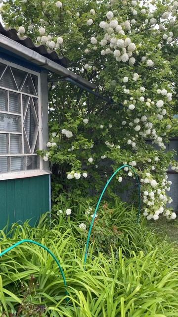 Домик окнами в сад #природа_россии смотреть онлайн