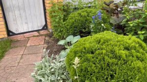 Что растёт на наших 6 сотках, как есть🤗🌹🍓🍅