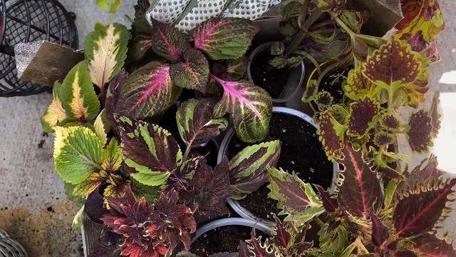 КОМПОЗИЦІЇ КВІТІВ В КАШПО🪴правильна посадка🌱вибір смотреть онлайн