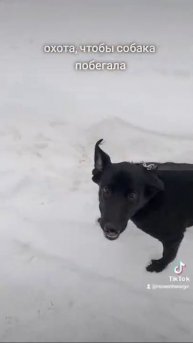 рулетка для выгула очень хорошо подходит, так как это ?