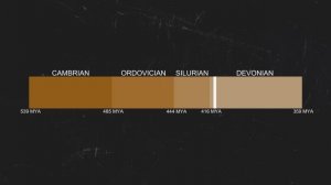Эволюция: Что мы знаем о пауках?