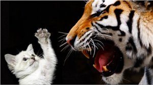 Бейся как тигр, будучи котёнком)))