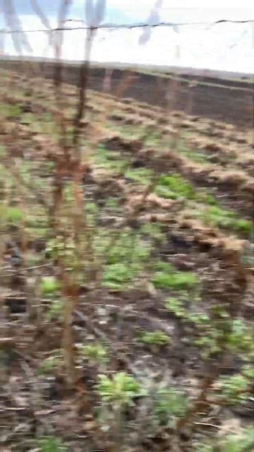 Малина Глен Ампл. Завершив підв’язку. Весна 2023 #shorts смотреть онлайн