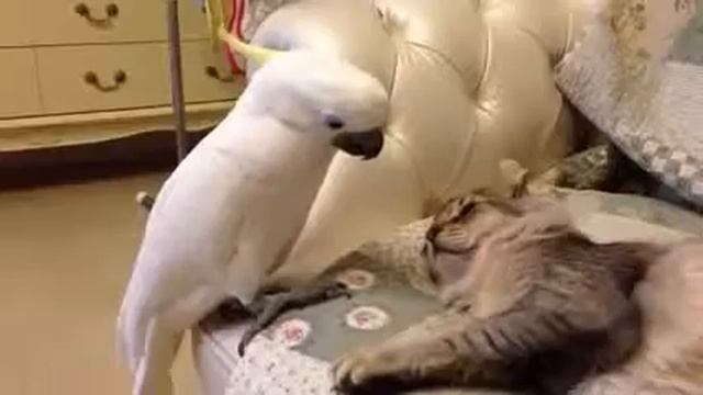смешные попугаи видео , эй , кот , слушая сюда