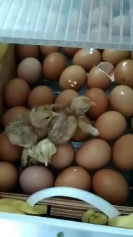 инкубатор матрица дели вылуп пошел!