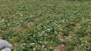 Когда сажать рассаду клубники?