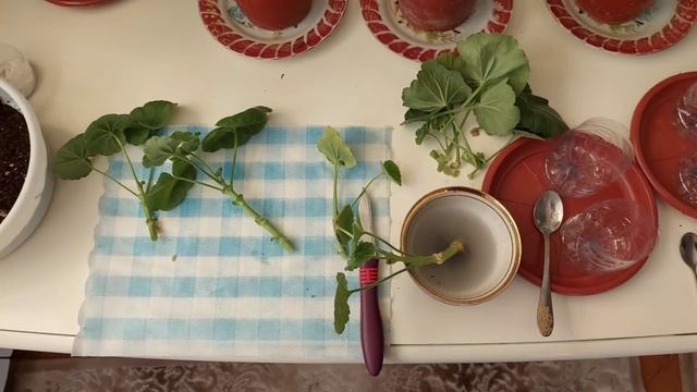 ГЕРАННИ ҚАЛАМЧА ҚИЛИБ КЎПАЙТИРИШ. Сувда ва тупроқда кўпайтиришни 100% усули.