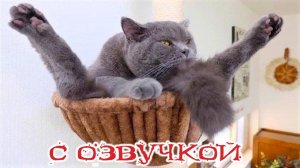 МЯУ-МЯУ-ПРИКОЛЫ! Озвучка просто огонь!
